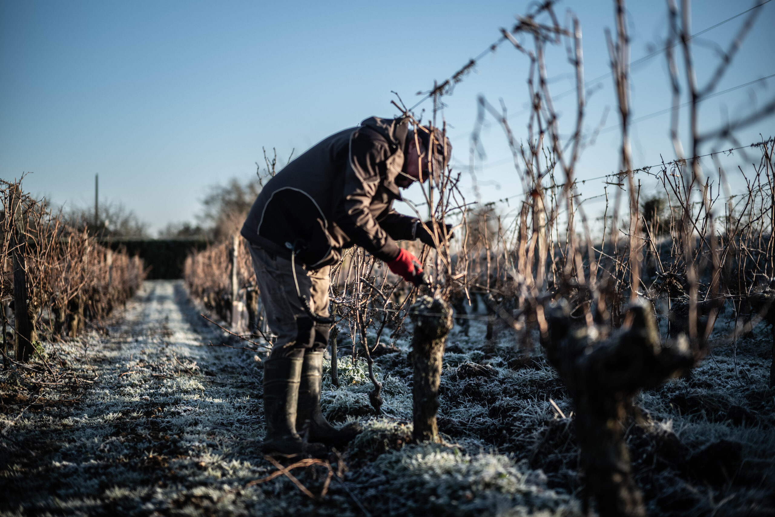 taille-vignes-hiver